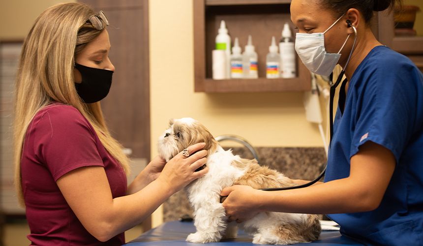 vet together with her assistant checking a dog's health with a stethoscope at all community animal hospital