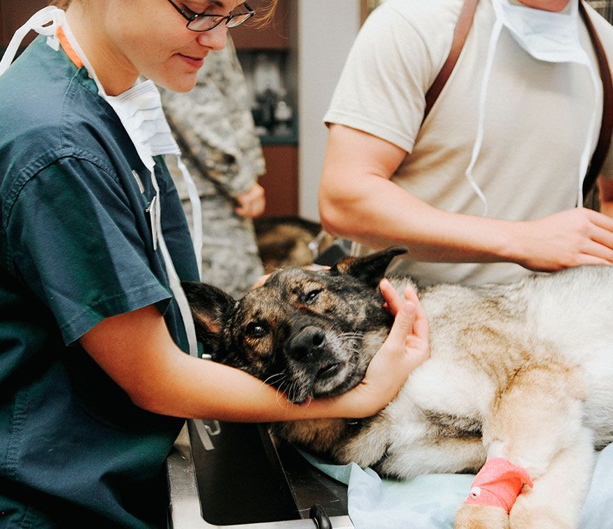 dog lying down being prepared for surgery by veterinarians at all community animal hospital