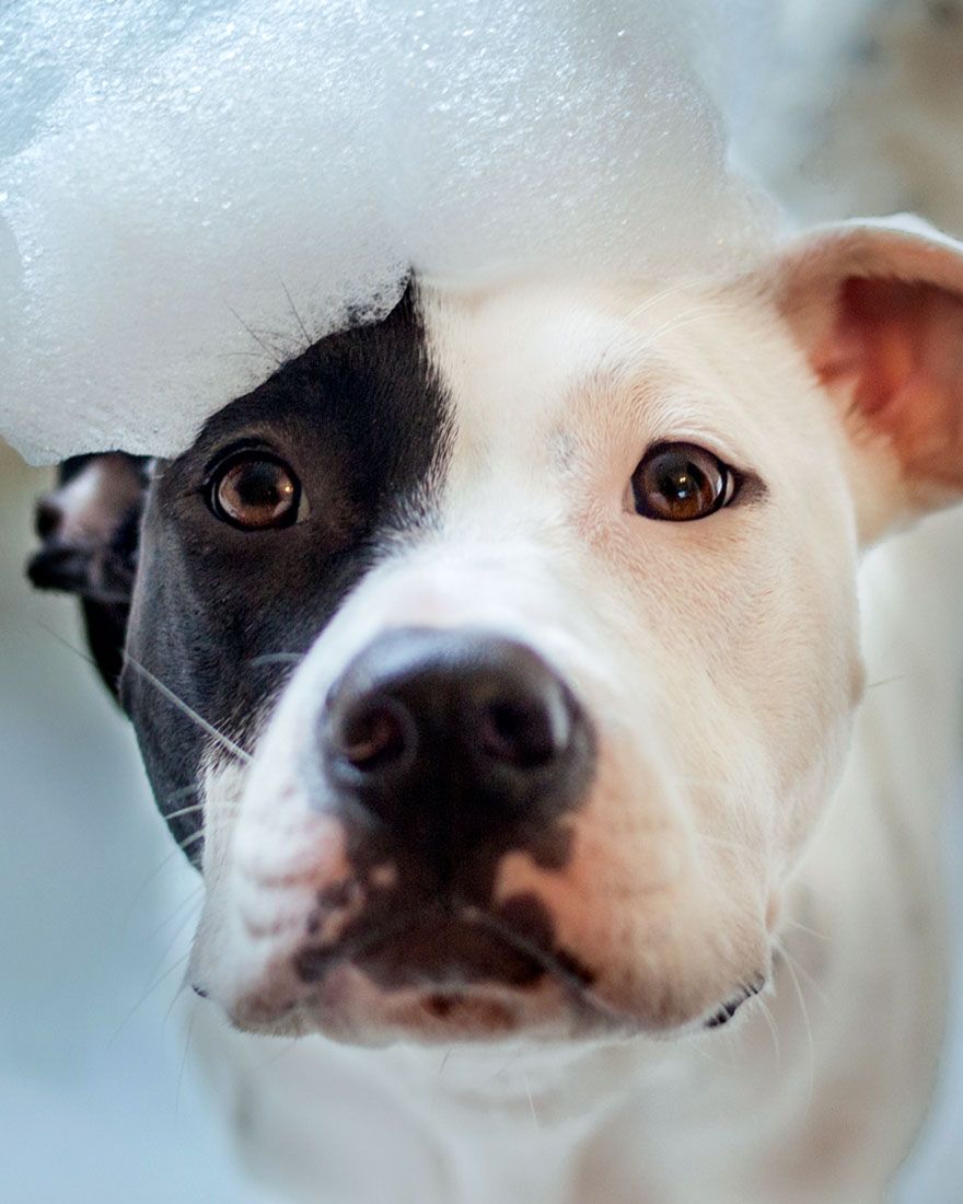 pitbull taking a bubble bath at all community animal hospital