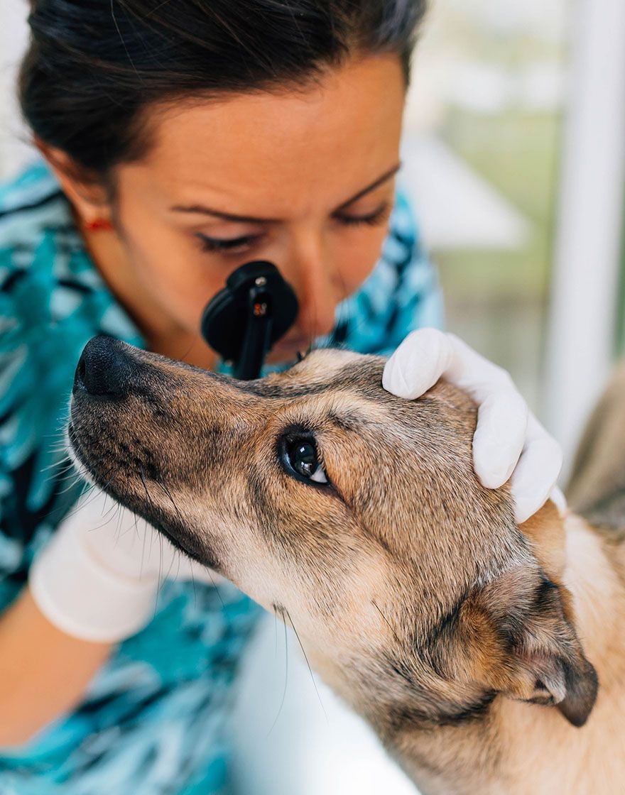 veterinarian wearing blue shirt checking dog's eye at home