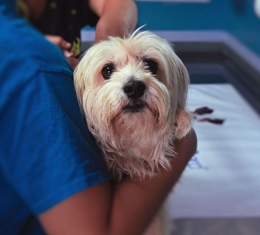 veterinarian checking dog on surgery table at all community animal hospital