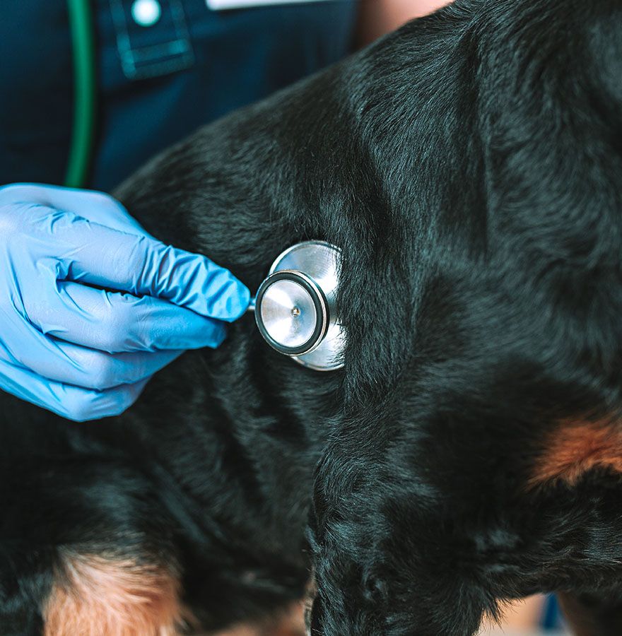 veterinarian with blue gloves checking black dog with a stethoscope at all community animal hospital