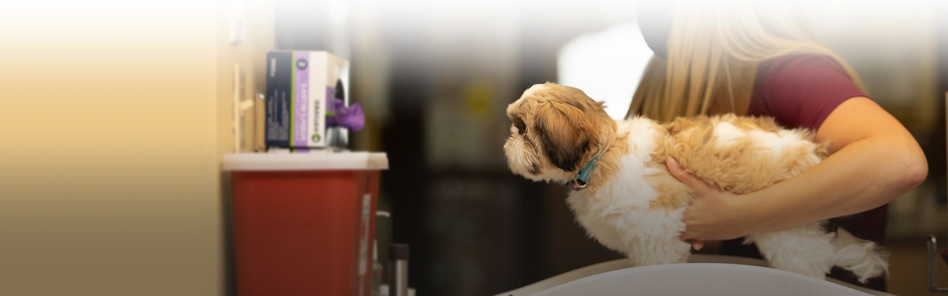 all community animal hospital vet weighing dog on scale at home for diagnostic tests