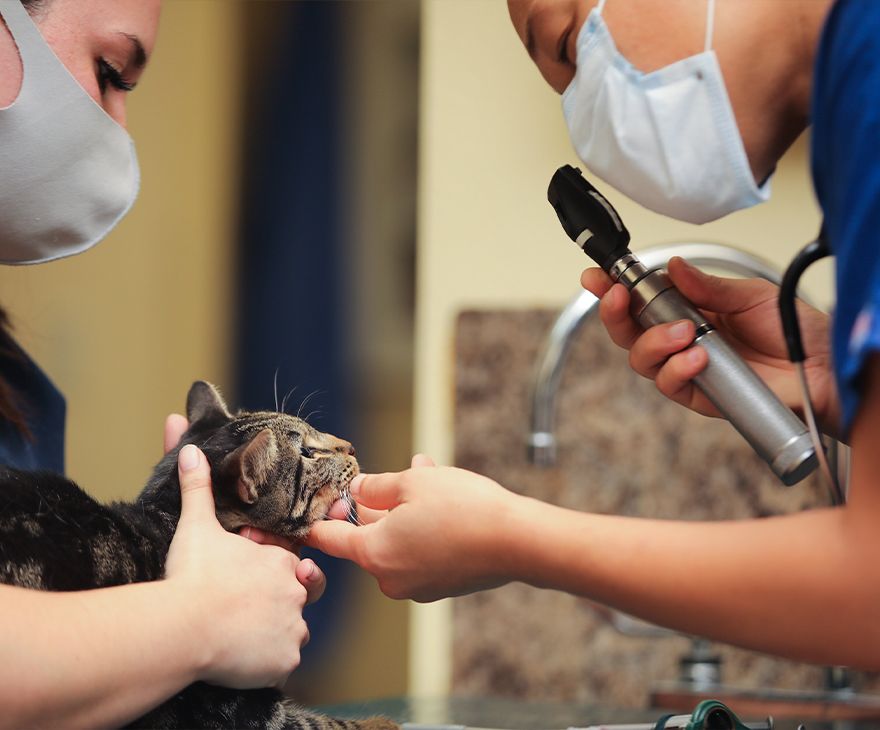 vet checking the health of the eyes of a sick cat at all community animal hospital
