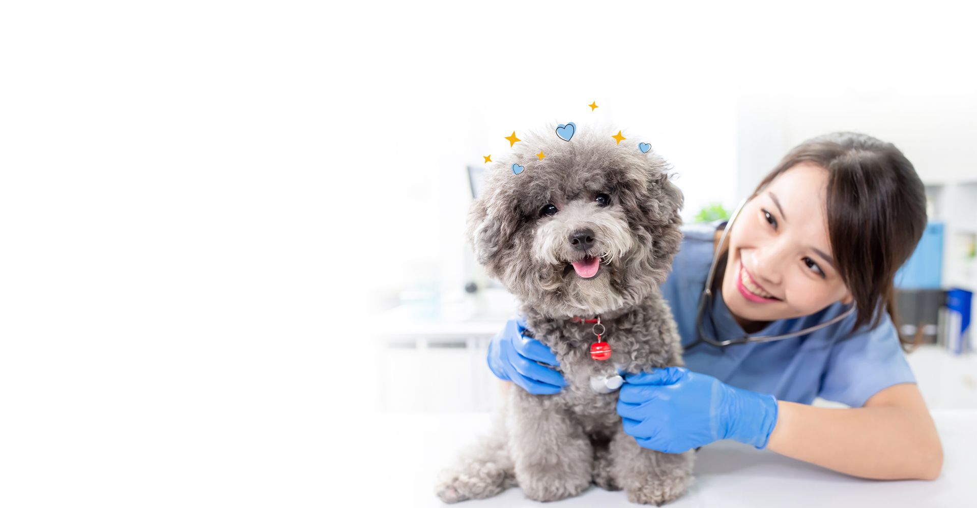 Young female veterinarian doctor listen to dog with stethoscope