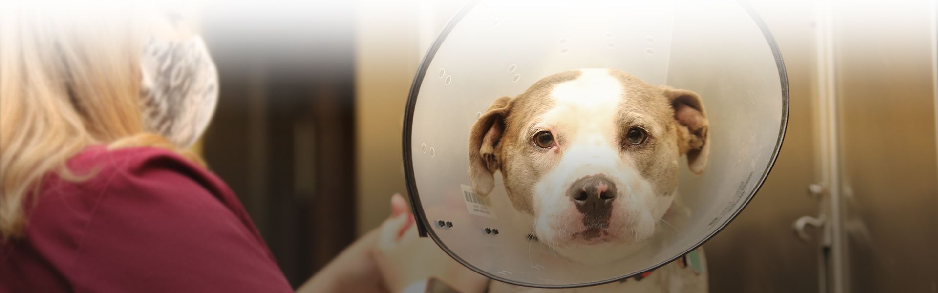 vet tech caring for a pitbull dog after its surgery at all community animal hospital