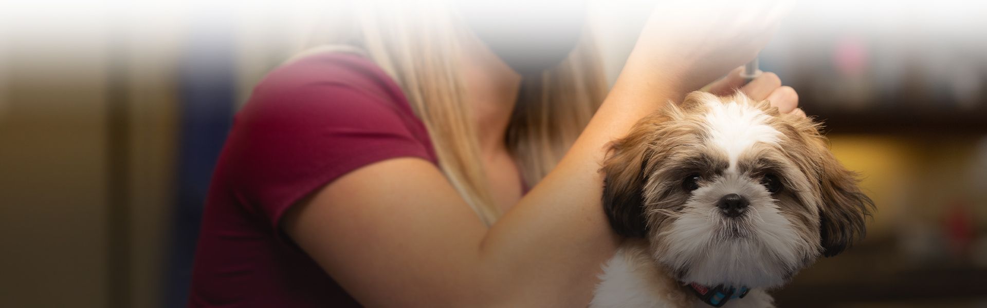 vet giving a dog a vaccination for its wellness exam at all community animal hospital